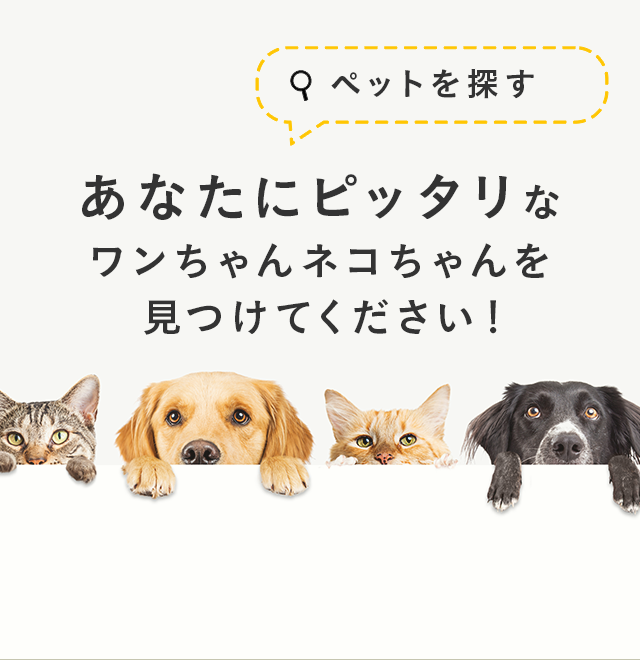 ペットショップ Happy Bell ハッピーベル 千葉 東京 埼玉に展開 子犬子猫情報満載 トリミングサロンも