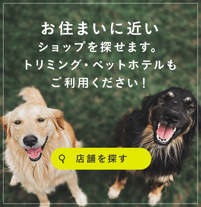 ペットショップ Happy Bell ハッピーベル 千葉 東京 埼玉に展開 子犬子猫情報満載 トリミングサロンも