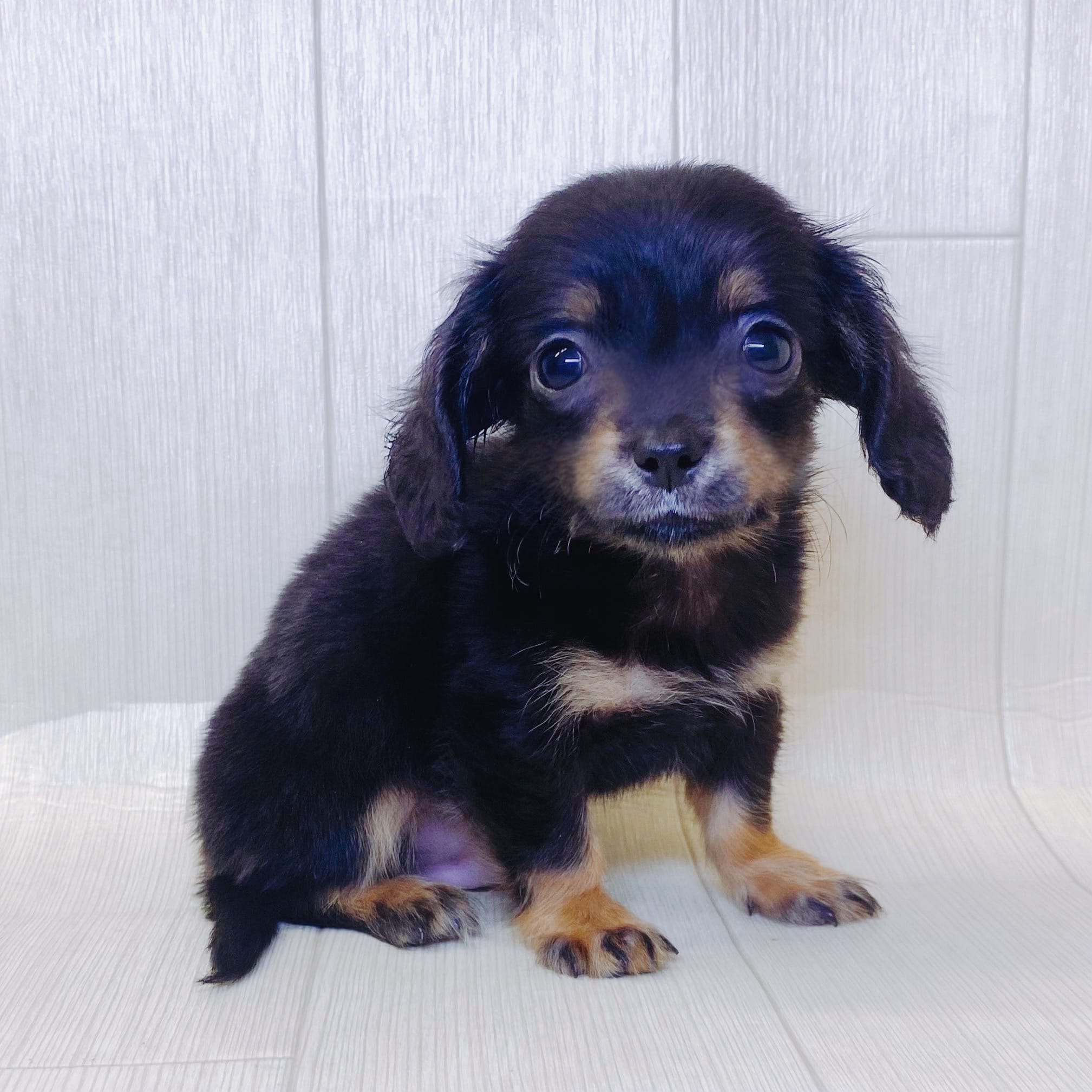 ハーフ犬 ミックス犬 の検索結果 Happy Bell ハッピーベル 千葉県を中心に展開する子犬 子猫のペットショップ トリミングサロン