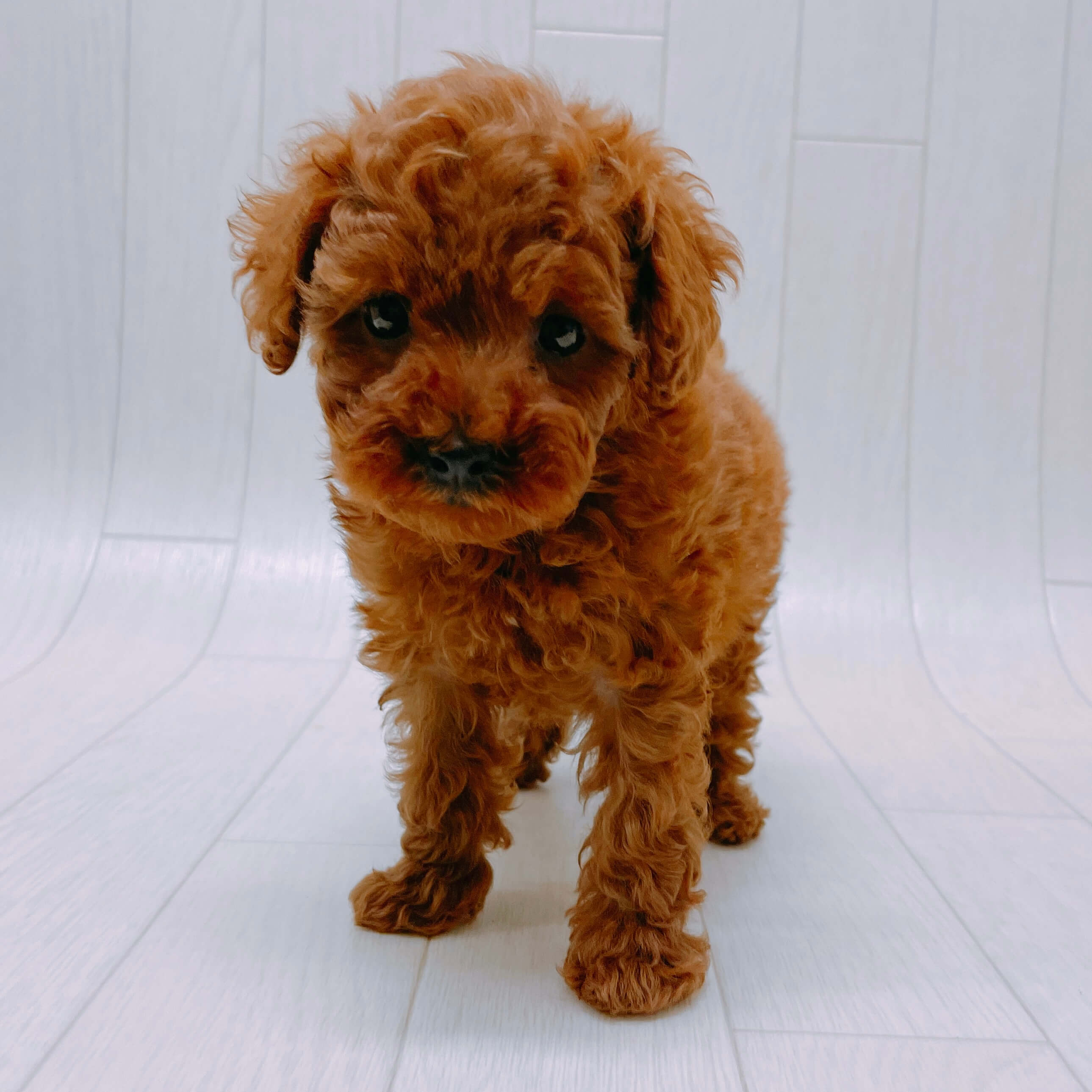 トイプードルの検索結果 Happy Bell ハッピーベル 千葉県を中心に展開する子犬 子猫のペットショップ トリミングサロン トイプードルの検索結果 Happy Bell ハッピーベル 千葉県を中心に展開する子犬 子猫のペットショップ トリミングサロン
