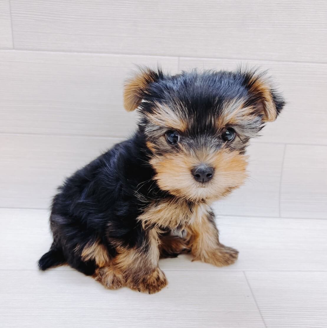 の検索結果 Happy Bell ハッピーベル 千葉県を中心に展開する子犬 子猫のペットショップ トリミングサロン