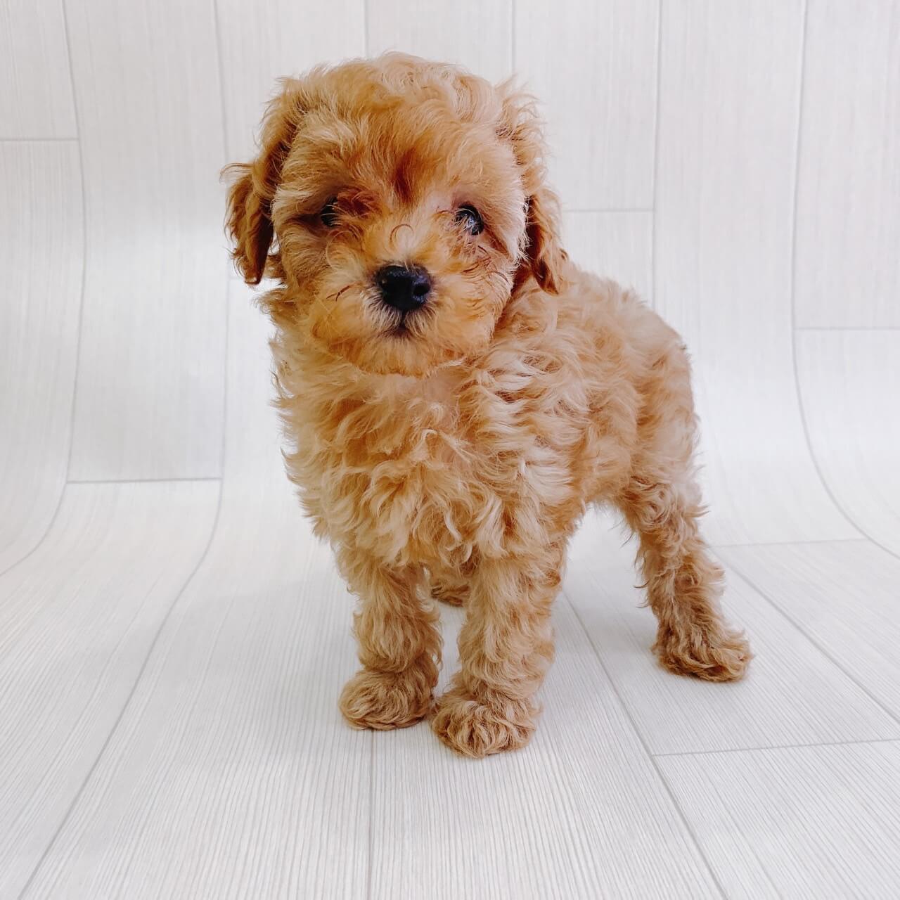 ハーフ犬 マルチーズ トイプードル アプリコット ハッピーベル 野田店 Happy Bell ハッピーベル 千葉県を中心に展開する子犬 子猫のペットショップ トリミングサロン ハーフ犬 マルチーズ トイプードル アプリコット ハッピーベル 野田店 Happy Bell ハッピーベル 千葉県を中心に展開する子犬 子猫のペットショップ トリミングサロン