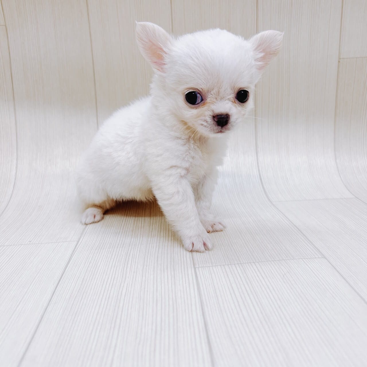 チワワ クリーム ハッピーベル 野田店 Happy Bell ハッピーベル 千葉県を中心に展開する子犬 子猫のペットショップ トリミングサロン チワワ クリーム ハッピーベル 野田店 Happy Bell ハッピーベル 千葉県を中心に展開する子犬 子猫のペットショップ トリミングサロン