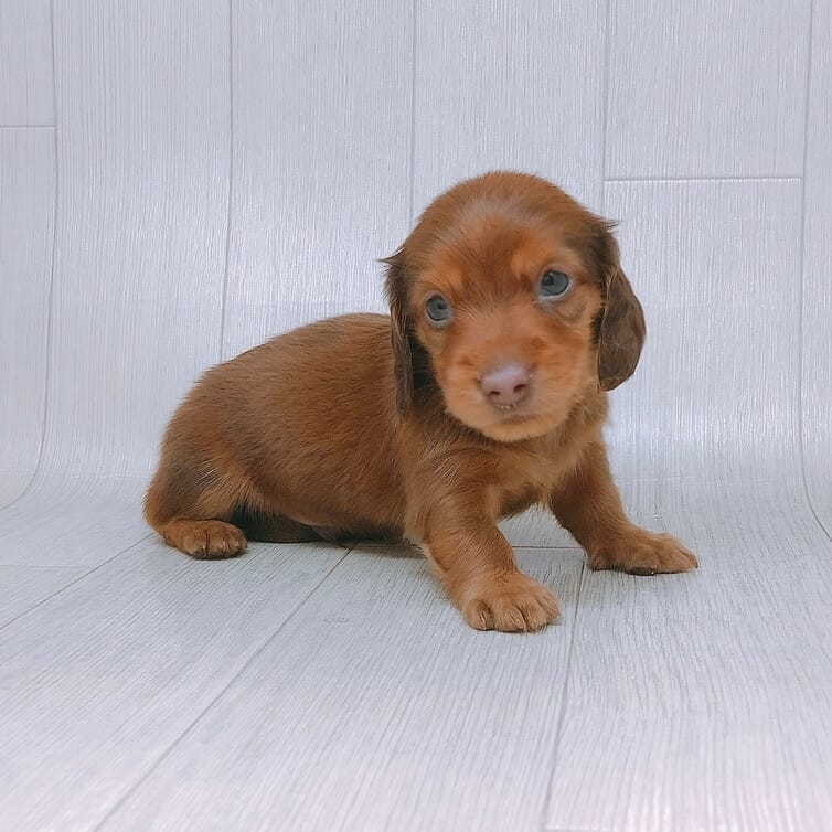 ミニチュアダックスフンドの検索結果 Happy Bell ハッピーベル 千葉県を中心に展開する子犬 子猫のペットショップ トリミングサロン