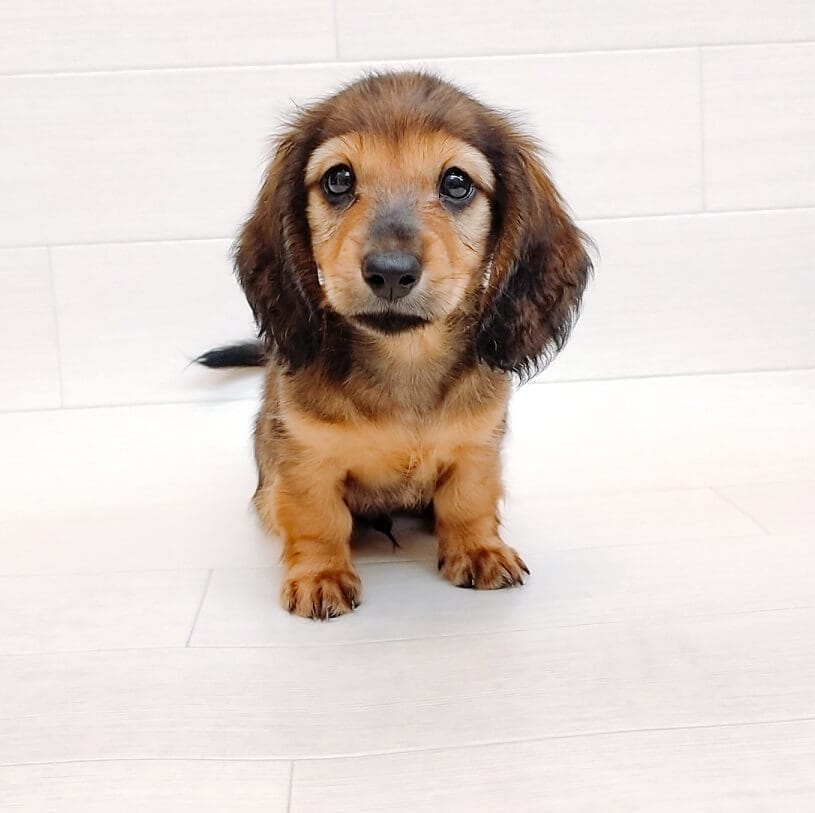 ミニチュアダックスフンドの検索結果 Happy Bell ハッピーベル 千葉県を中心に展開する子犬 子猫のペットショップ トリミングサロン