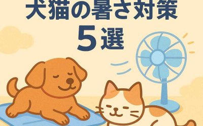 お客様の経験から学ぶ！犬猫の暑さ対策5選