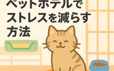 猫も安心！ペットホテルでストレスを減らす方法