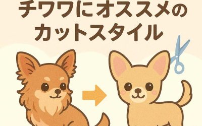 トリミングで変身！チワワにオススメのカットスタイル