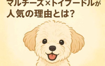 ハーフ犬の魅力に迫る！マルチーズ×トイプードルが人気の理由とは？