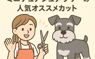 プロが教えるミニチュアシュナウザーの人気オススメカット