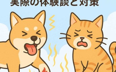 夏に増える犬猫のやけど、実際の体験談と対策