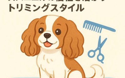 キャバリアキングチャールズスパニエルの個性を活かすトリミングスタイル
