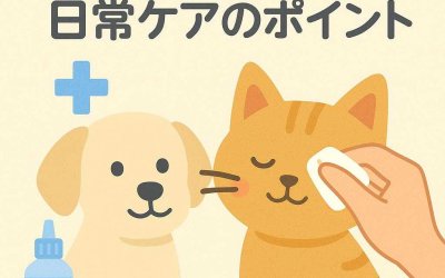 犬猫の目を守る日常ケアのポイント