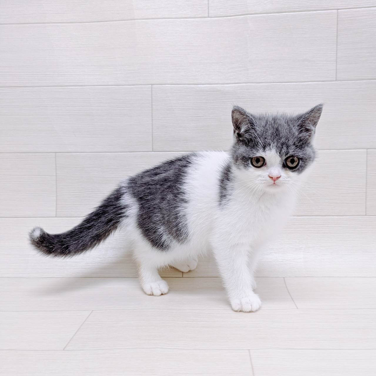 神奈川県のブリティッシュショートヘアー (ディスワン 湘南平塚店/2025年6月5日生まれ/女の子/ブルーホワイト)の子猫