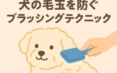 トリミング前に必読！犬の毛玉を防ぐブラッシングテクニック