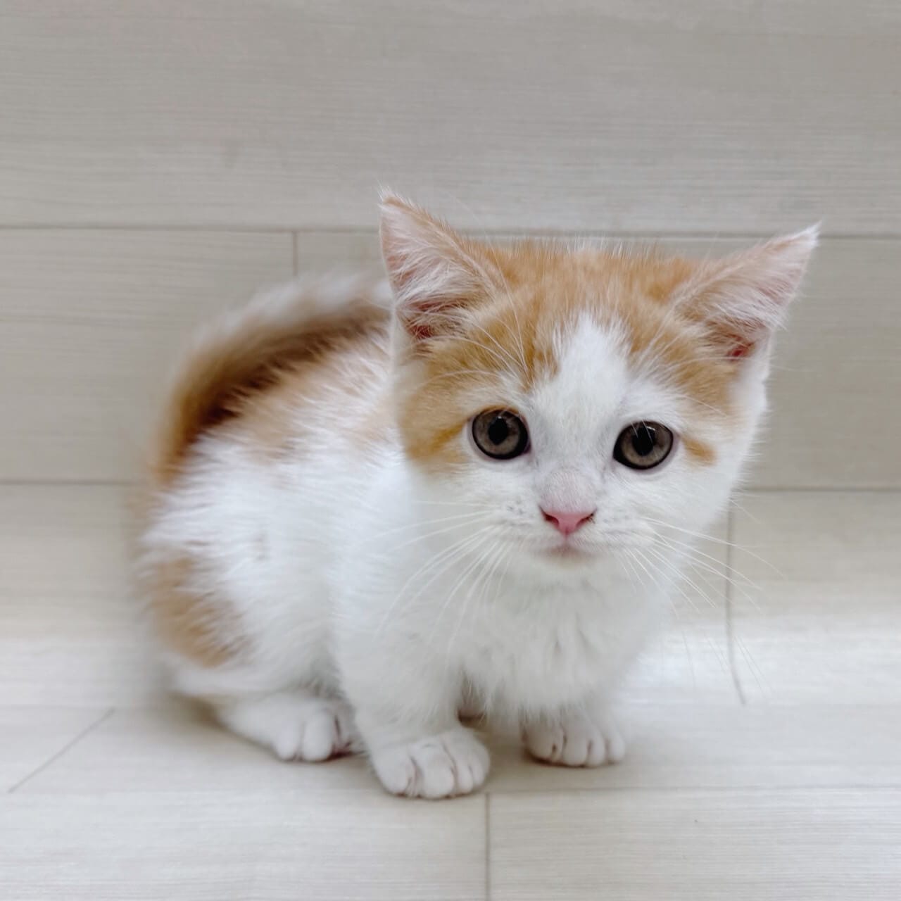 千葉県のミヌエット (ハッピーベル テラスモール松戸店/2025年8月4日生まれ/女の子/レッドタビーホワイト)の子猫