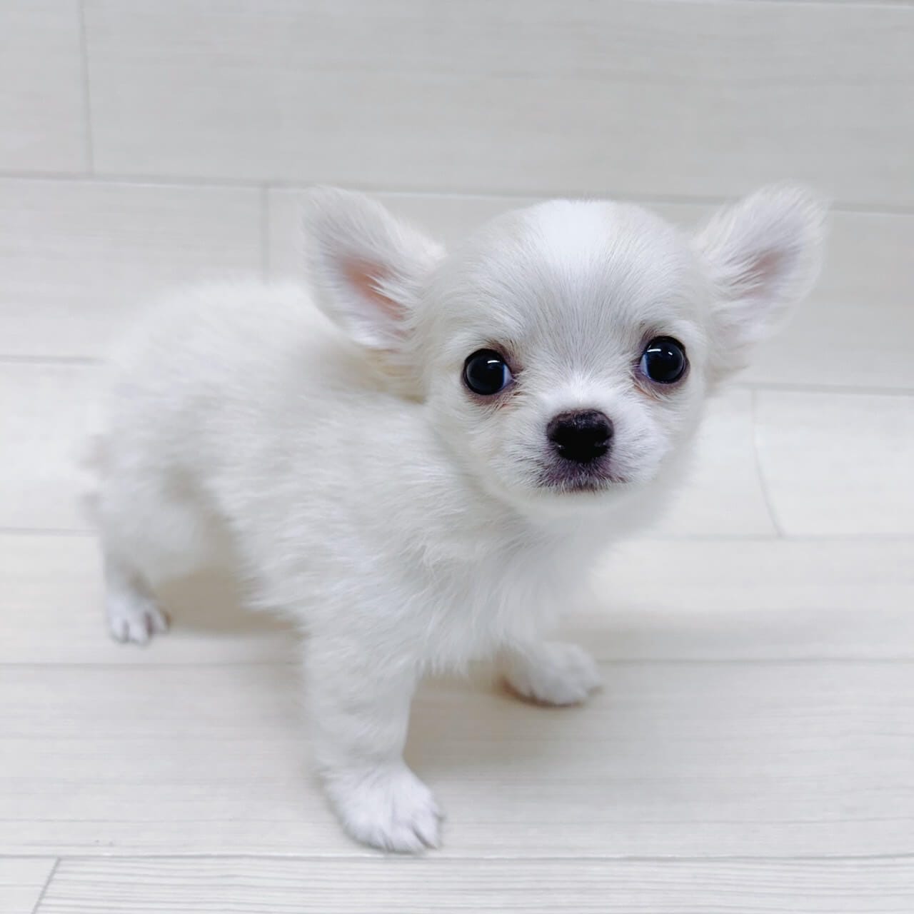 千葉県のチワワ(ロング) (NICO PET Select ハッピーベル ちはら台店/2025年8月17日生まれ/男の子/クリーム)の子犬