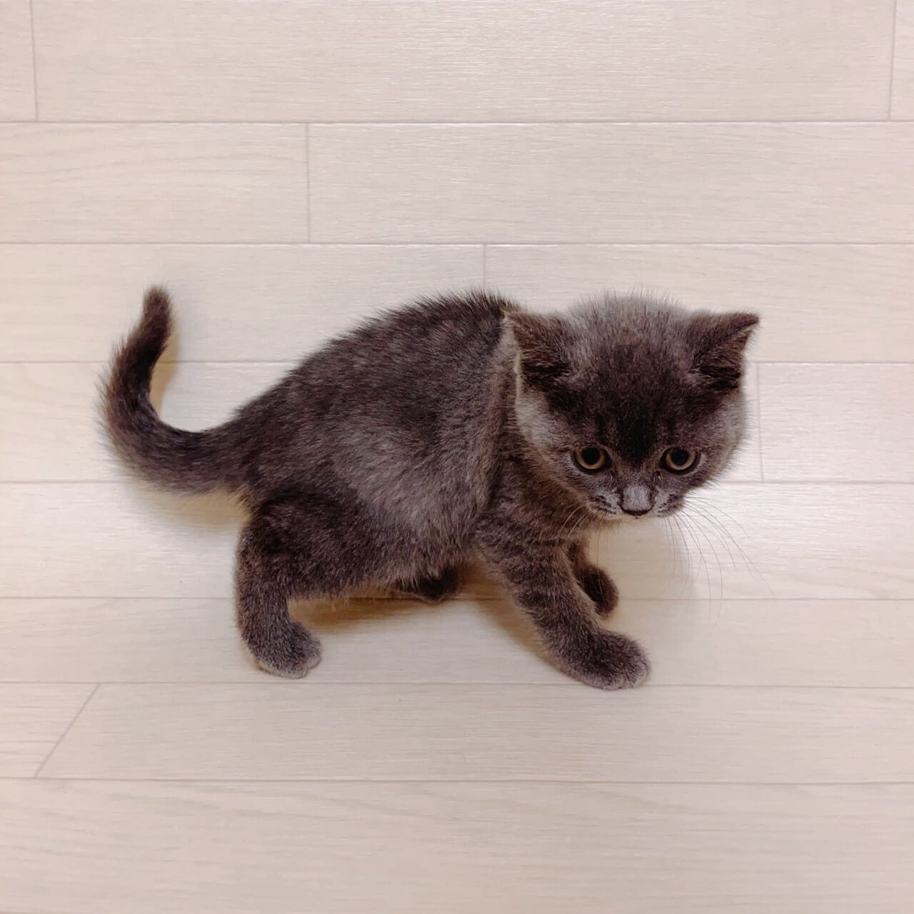 東京都のブリティッシュショートヘアー (ペットプラザ 江東深川店/2025年9月2日生まれ/男の子/ブルー)の子猫