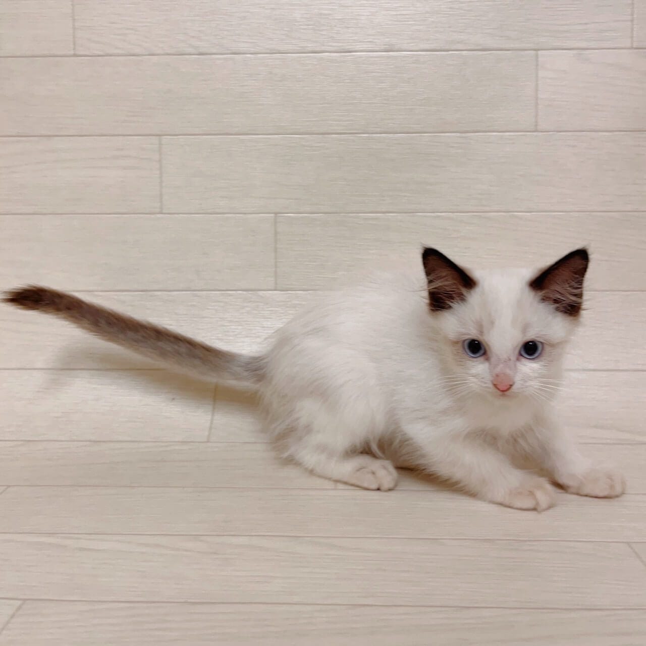 東京都のラグドール (ペットプラザ 江東深川店/2025年8月20日生まれ/男の子/シールポイントバイカラー)の子猫