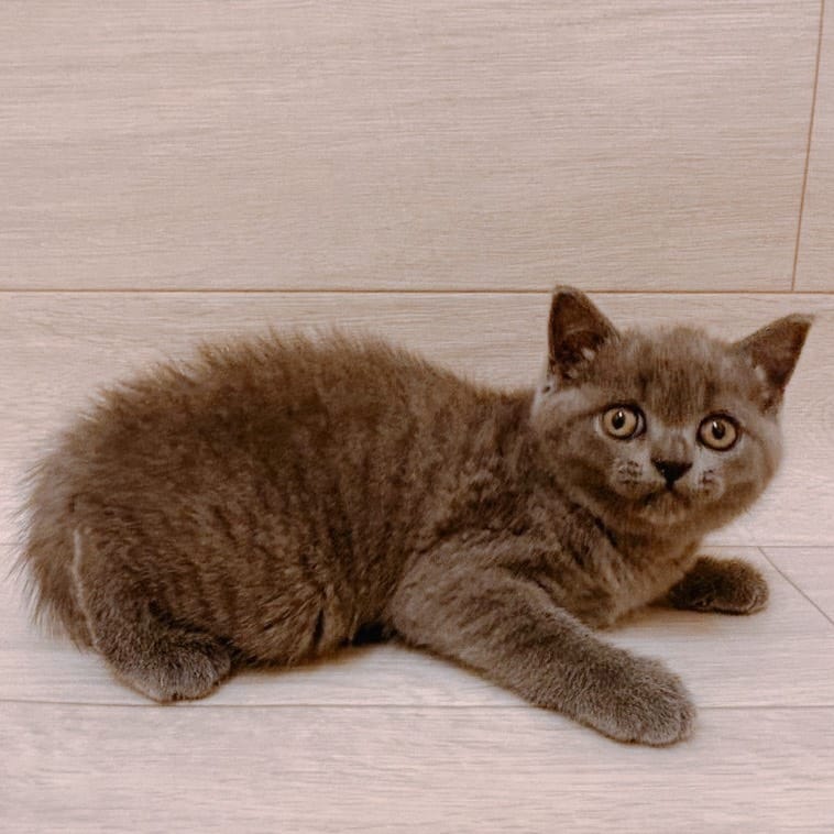 千葉県のブリティッシュショートヘアー (ハッピーベル ペットプラザ京葉船橋インター店/2025年9月1日生まれ/女の子/ブルー)の子猫