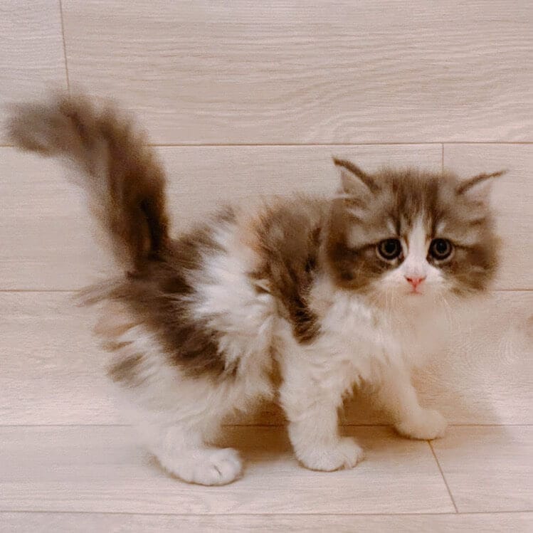 千葉県のラガマフィン (ハッピーベル ペットプラザ京葉船橋インター店/2025年9月2日生まれ/女の子/ブルーパッチドタビーホワイト)の子猫