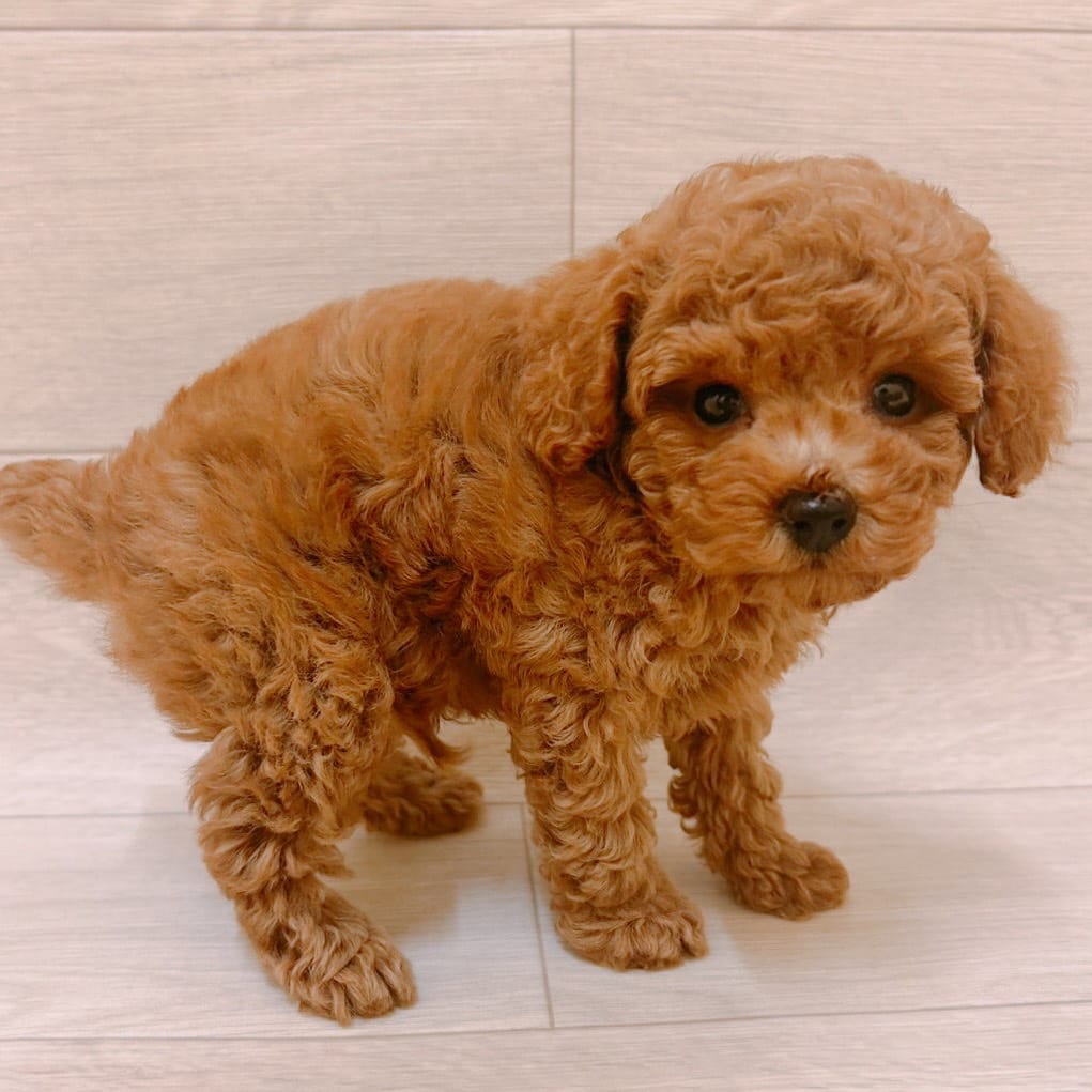 千葉県のトイプードル(トイ) (ハッピーベル ペットプラザ京葉船橋インター店/2025年8月30日生まれ/男の子/レッド)の子犬