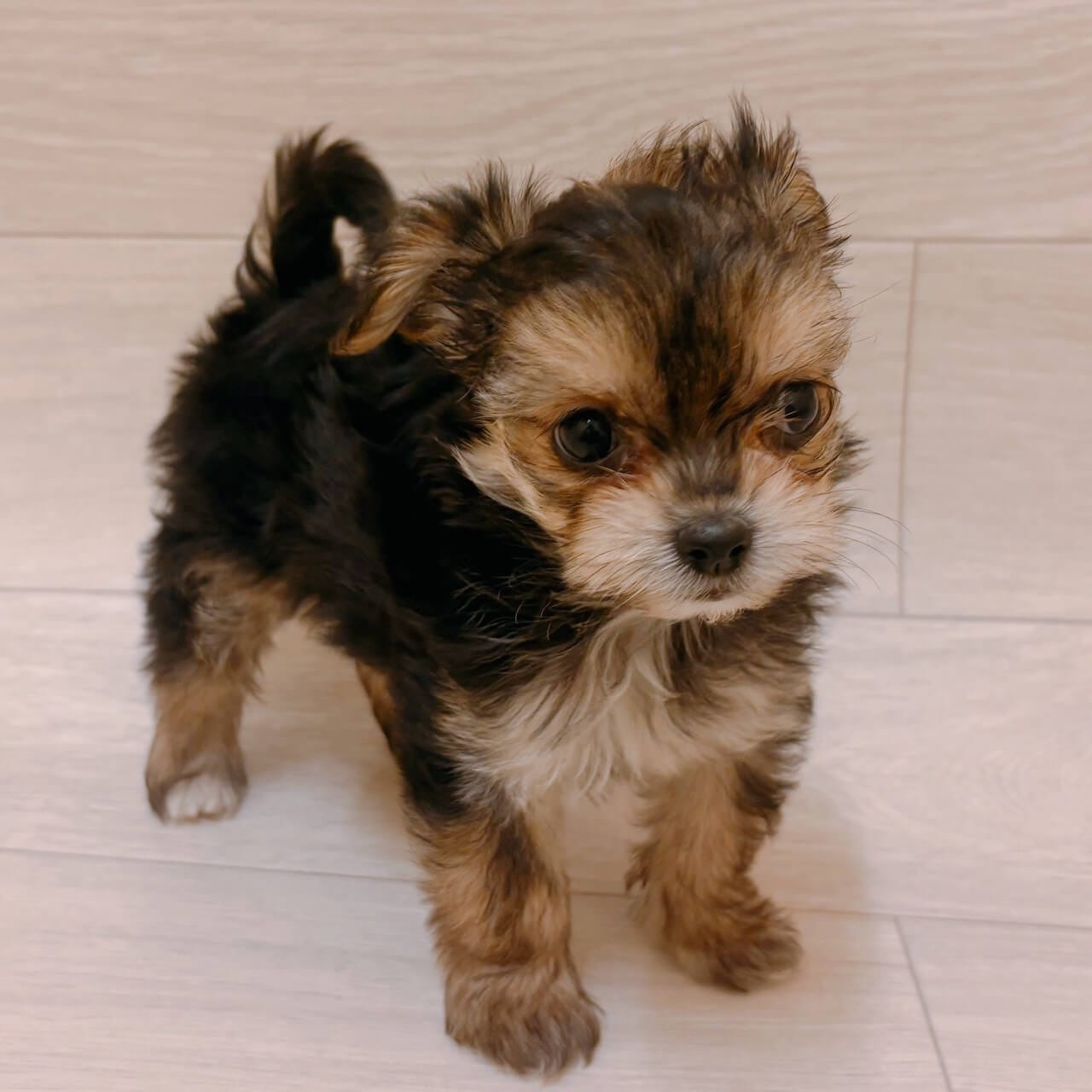 千葉県のヨーチー/チワキー/チワヨーキー(ヨークシャーテリア×チワワ) (ハッピーベル ペットプラザ京葉船橋インター店/2025年8月30日生まれ/女の子/ブラッククリーム)の子犬