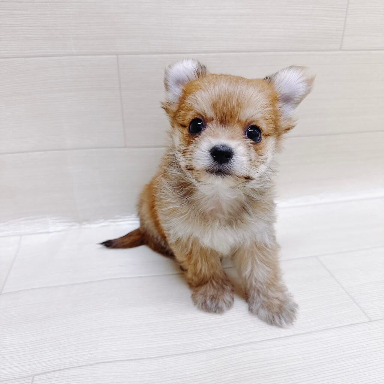 神奈川県のヨーチー/チワキー/チワヨーキー(ヨークシャーテリア×チワワ) (ハッピーベル ペットプラザ港北インター店/2025年8月30日生まれ/男の子/レッド)の子犬