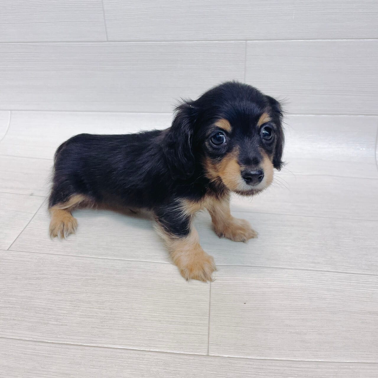 千葉県のミニチュアダックスフンド(ロング) (Pet’s One 東金店/2025年9月2日生まれ/男の子/ブラックタン)の子犬