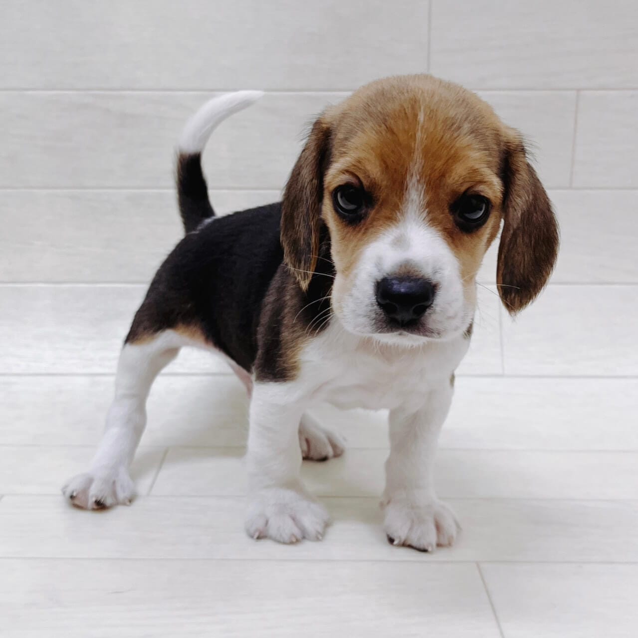 埼玉県のビーグル (ペットプラザ 吉川栄町店/2025年8月30日生まれ/男の子/ブラックタンホワイト)の子犬