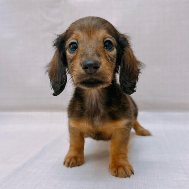 ミニチュアダックスフンド