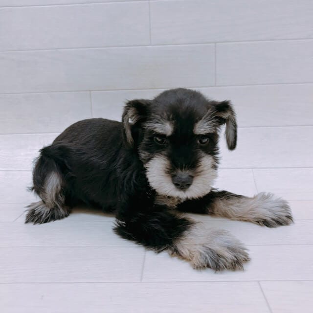 埼玉県のミニチュアシュナウザー (ペットプラザ 吉川栄町店/2025年9月6日生まれ/男の子/ブラックシルバー)の子犬