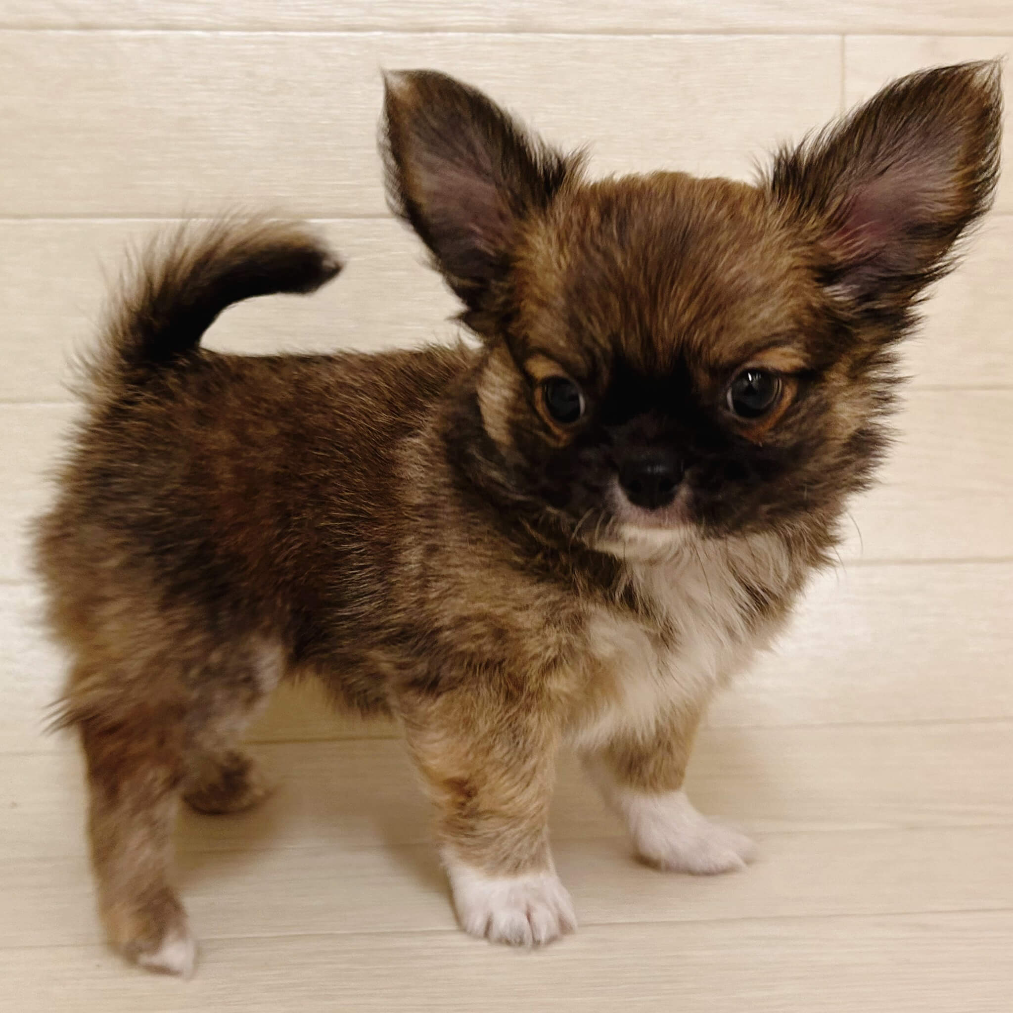 東京都のチワワ(ロング) (ペットプラザ 江東深川店/2025年9月7日生まれ/男の子/レッドホワイト)の子犬