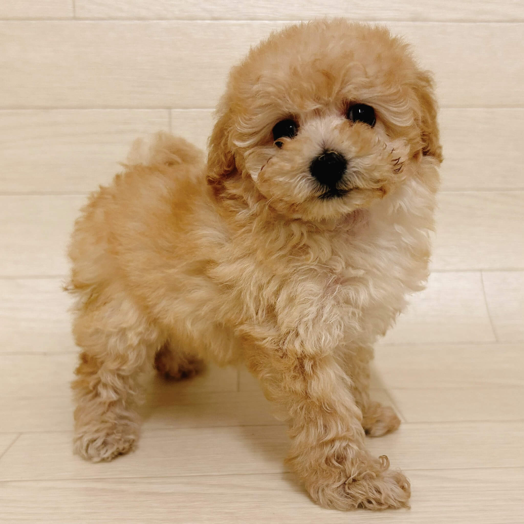 東京都のトイプードル(トイ) (ペットプラザ 江東深川店/2025年9月8日生まれ/女の子/クリーム)の子犬