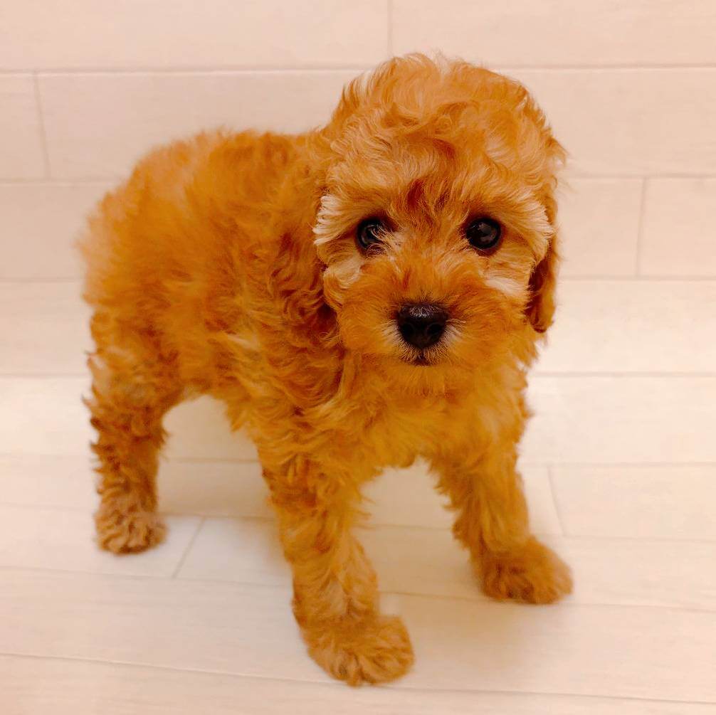 千葉県のトイプードル(トイ) (ハッピーベル ペットプラザ京葉船橋インター店/2025年9月7日生まれ/女の子/アプリコット)の子犬