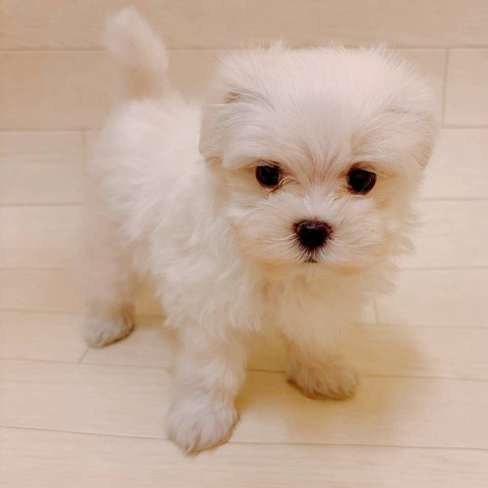 千葉県のマルチーズ (ハッピーベル ペットプラザ京葉船橋インター店/2025年9月8日生まれ/男の子/ホワイト)の子犬