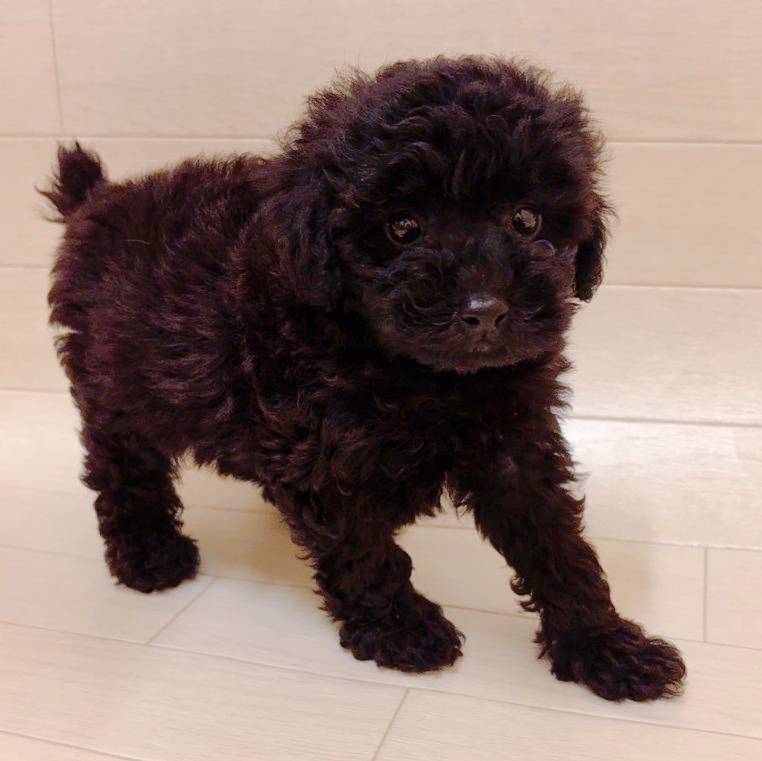 千葉県のトイプードル(トイ) (ハッピーベル ペットプラザ京葉船橋インター店/2025年9月9日生まれ/男の子/ブラック)の子犬