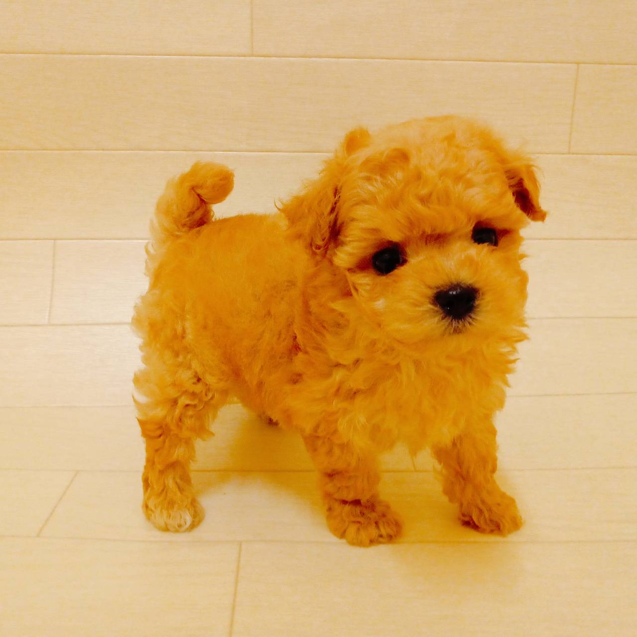 千葉県のマルプー(マルチーズ×プードル) (ハッピーベル ペットプラザ京葉船橋インター店/2025年9月9日生まれ/男の子/クリーム)の子犬