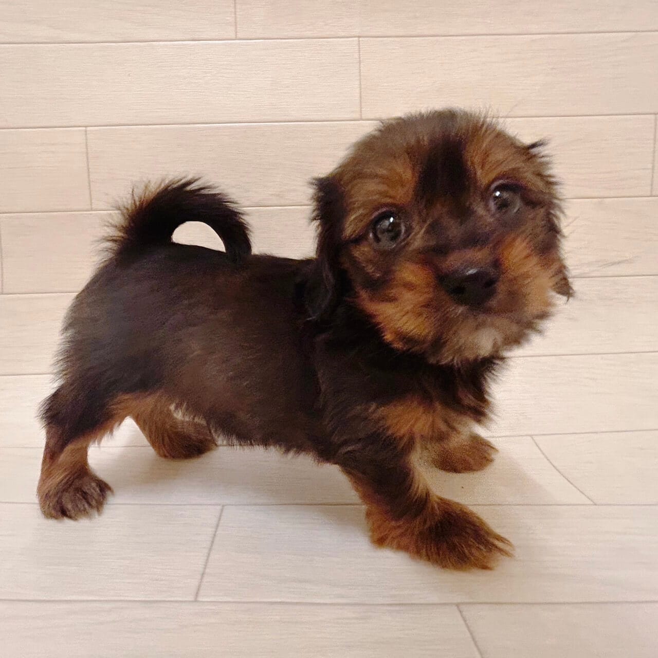 千葉県のチワックス(チワワ×ダックス) (ハッピーベル ペットプラザ京葉船橋インター店/2025年9月9日生まれ/男の子/レッド)の子犬