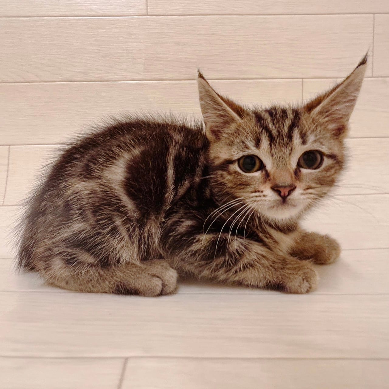 千葉県のアメリカンショートヘアー (ハッピーベル ペットプラザ京葉船橋インター店/2025年8月25日生まれ/男の子/ブラウンタビー)の子猫