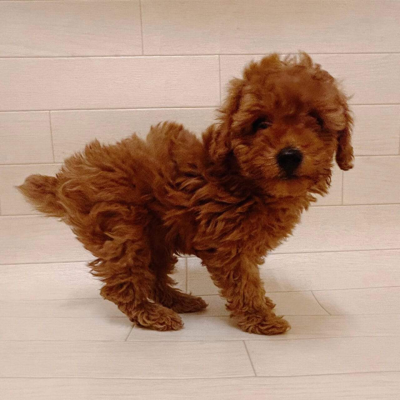 千葉県のトイプードル(トイ) (ハッピーベル ペットプラザ京葉船橋インター店/2025年9月8日生まれ/男の子/レッド)の子犬