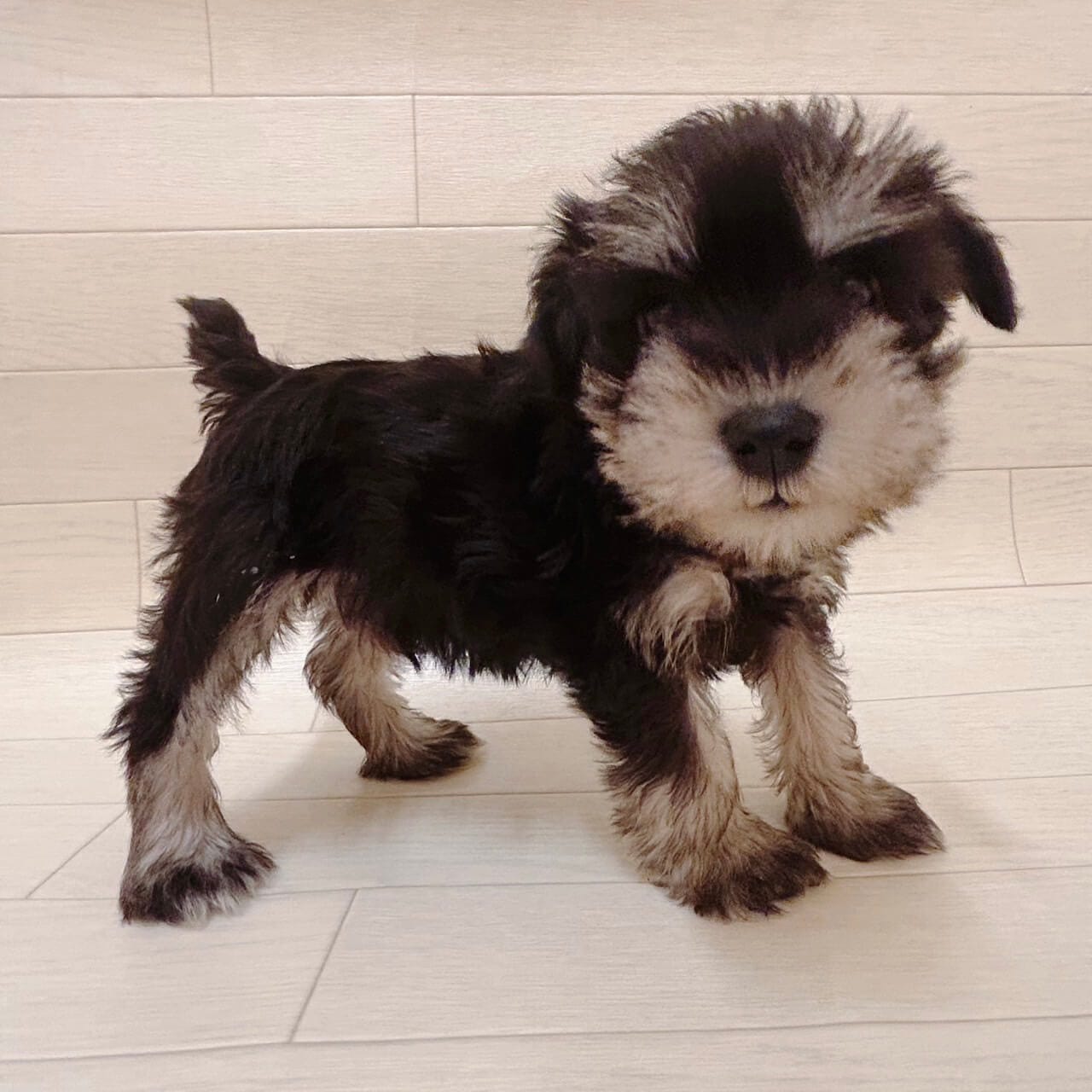 千葉県のミニチュアシュナウザー (ハッピーベル ペットプラザ京葉船橋インター店/2025年9月9日生まれ/男の子/ブラックシルバー)の子犬