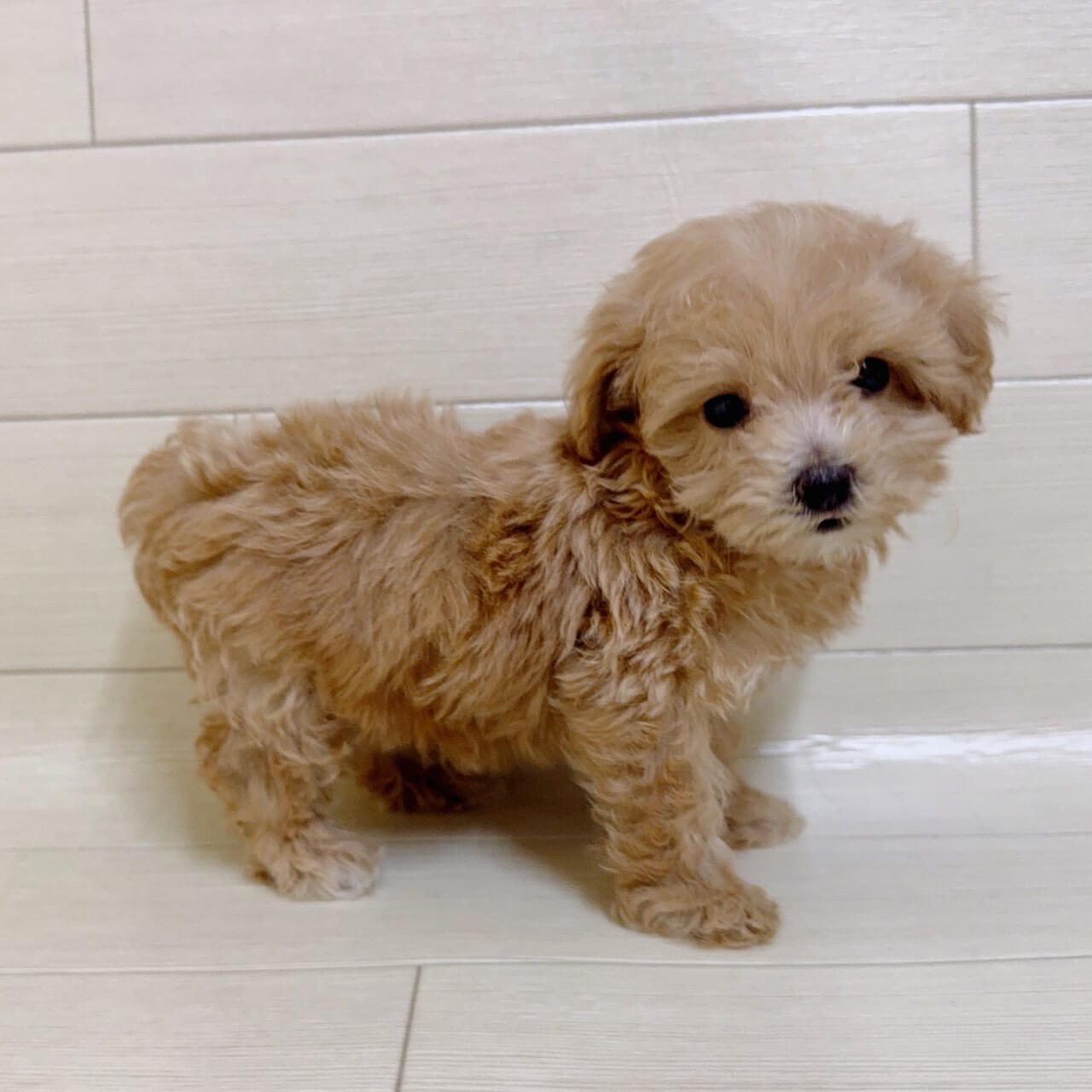 東京都のマルプー(マルチーズ×プードル) (ペットプラザ 王子堀船店/2025年9月8日生まれ/男の子/クリーム)の子犬