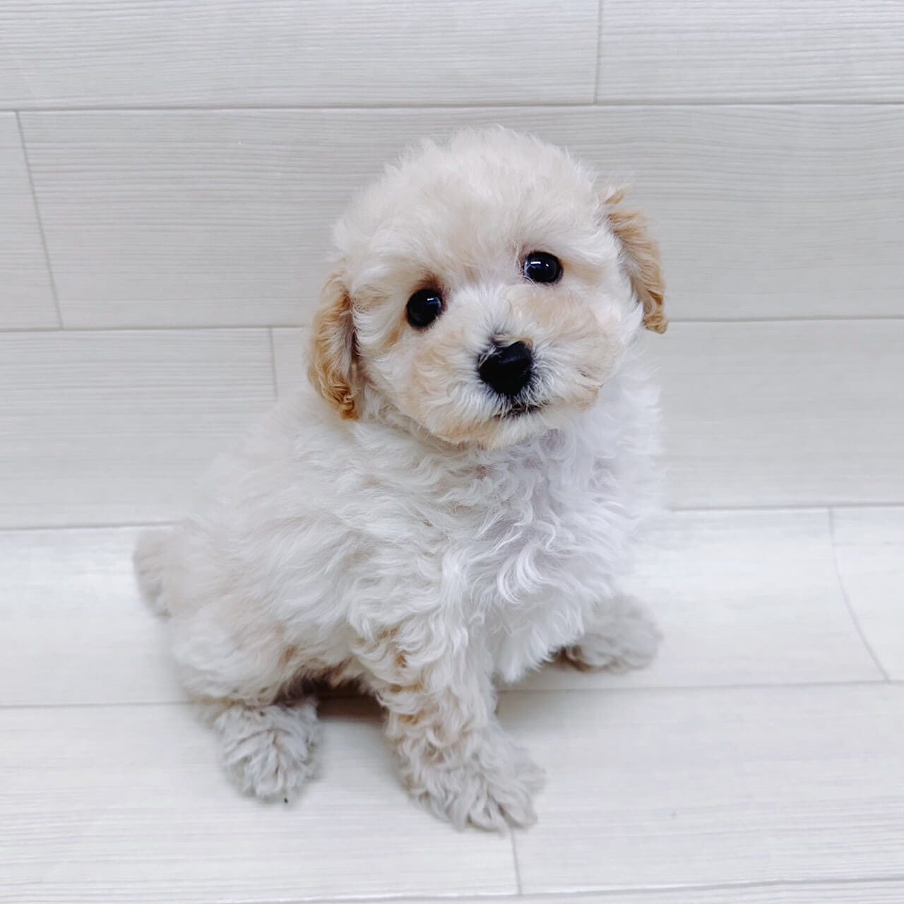千葉県のトイプードル(トイ) (NICO PET Select ハッピーベル ちはら台店/2025年9月8日生まれ/男の子/クリーム)の子犬