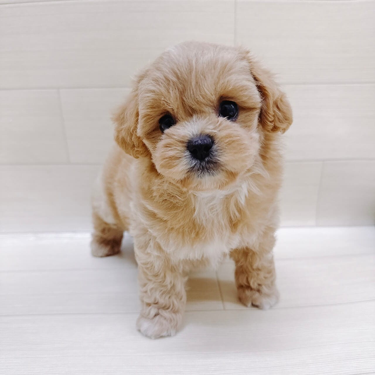 神奈川県のペキプー(ペキニーズ×プードル) (ハッピーベル ペットプラザ港北インター店/2025年9月8日生まれ/女の子/アプリコット)の子犬