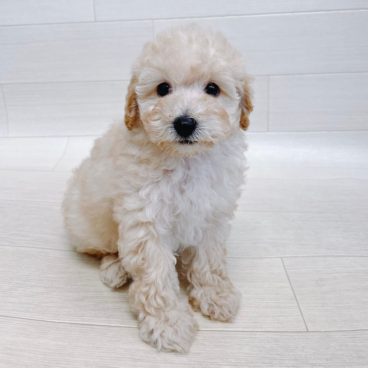 千葉県のトイプードル(トイ) (Pet’s One 東金店/2025年9月8日生まれ/男の子/クリーム)の子犬