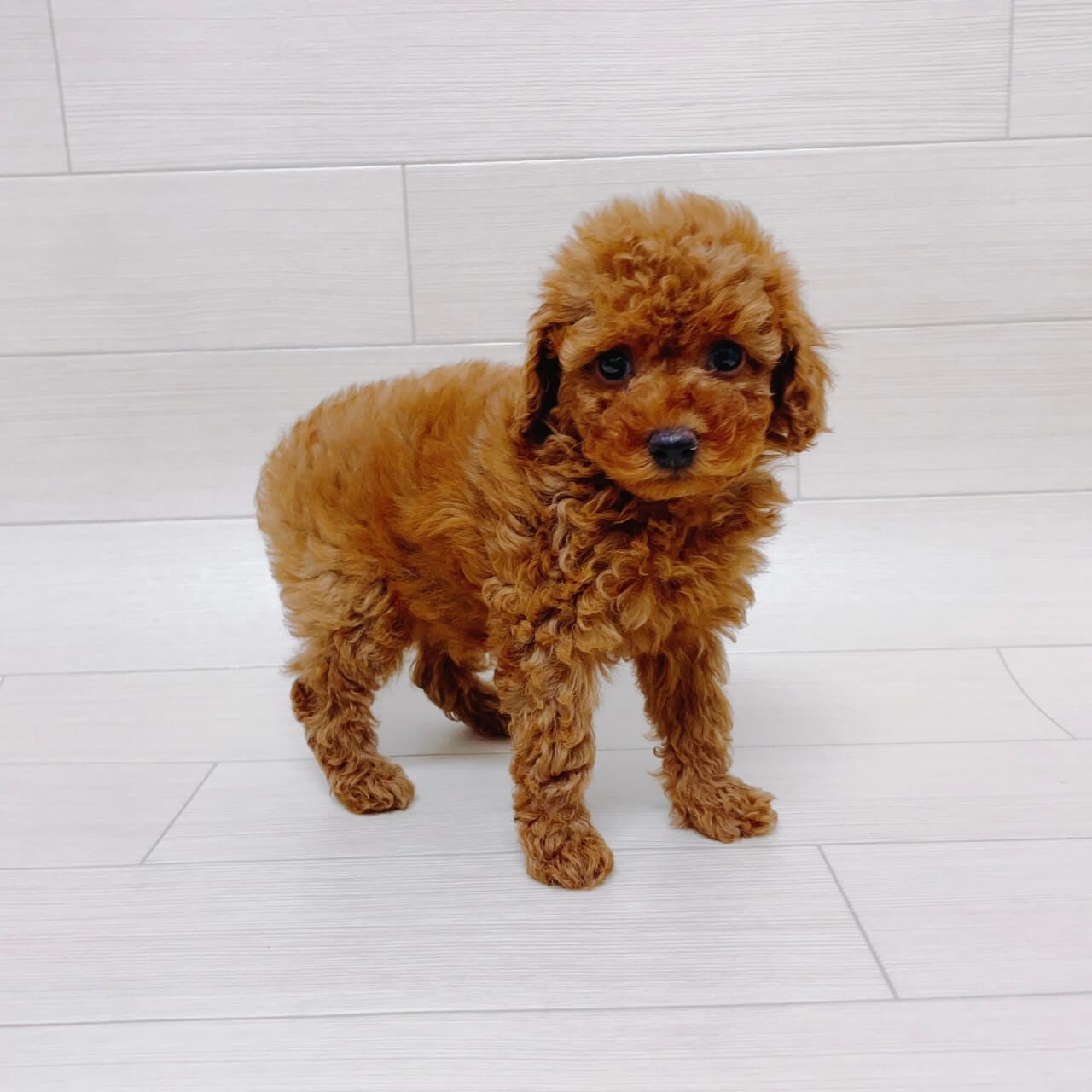 埼玉県のトイプードル(トイ) (ハッピーベル 草加舎人店/2025年9月9日生まれ/女の子/レッド)の子犬