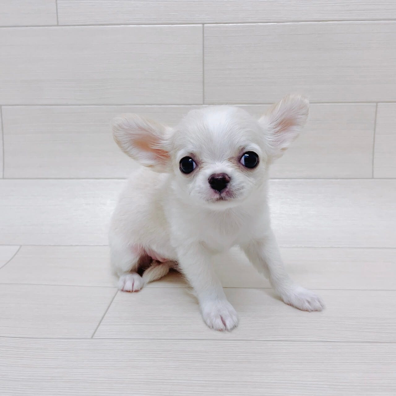 埼玉県のチワワ(ロング) (ハッピーベル 草加舎人店/2025年9月4日生まれ/女の子/クリーム)の子犬