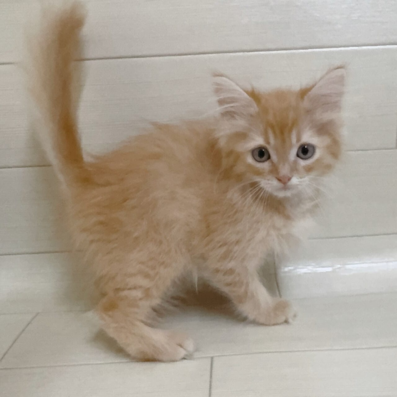 東京都のラガマフィン (ペットプラザ 王子堀船店/2025年9月5日生まれ/女の子/クリームタビー)の子猫