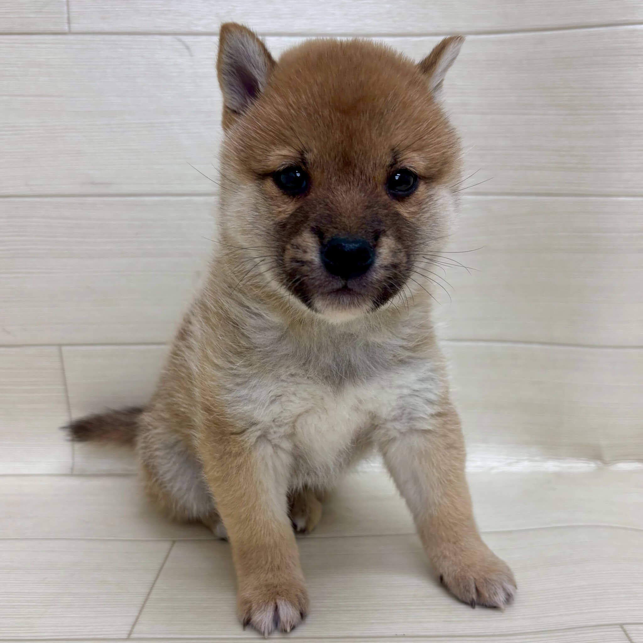 神奈川県の豆柴 (ハッピーベル ペットプラザ港北ニュータウン店/2025年9月22日生まれ/男の子/赤)の子犬